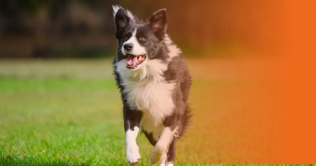 Border Collie correndo sobre a grama
