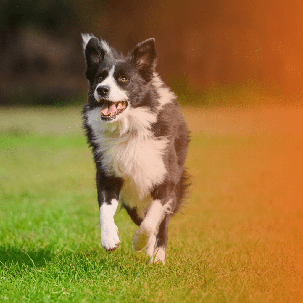 Border Collie correndo sobre a grama