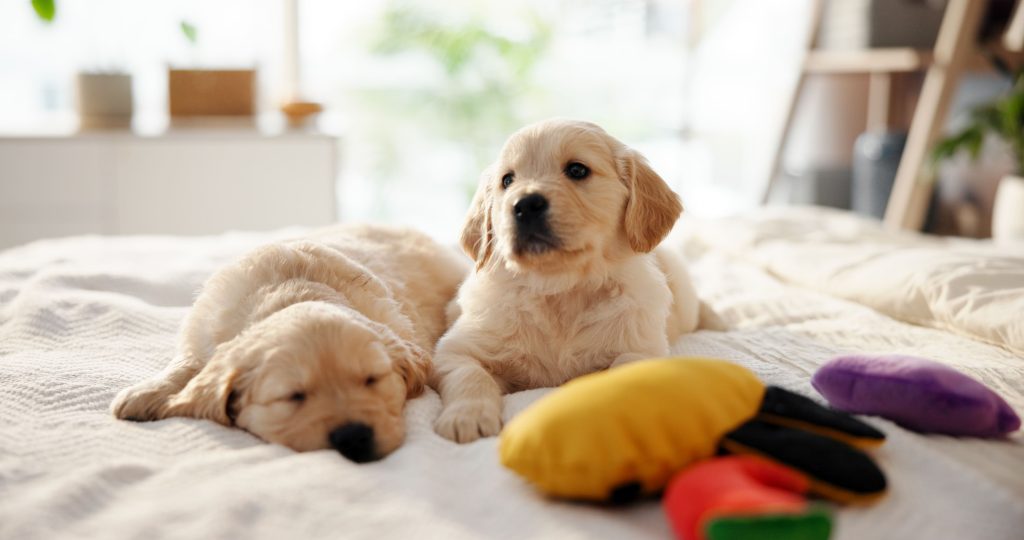 Dois cães em cima de uma cama, um deles dormindo e o outro com brinquedos do lado