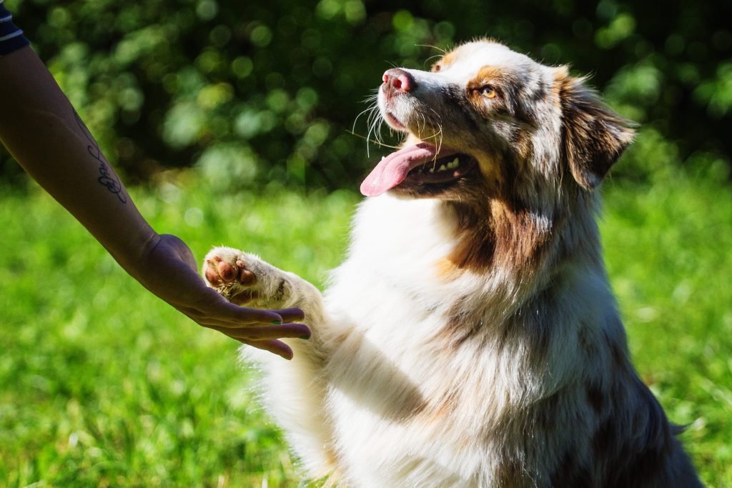 Cão dando a pata