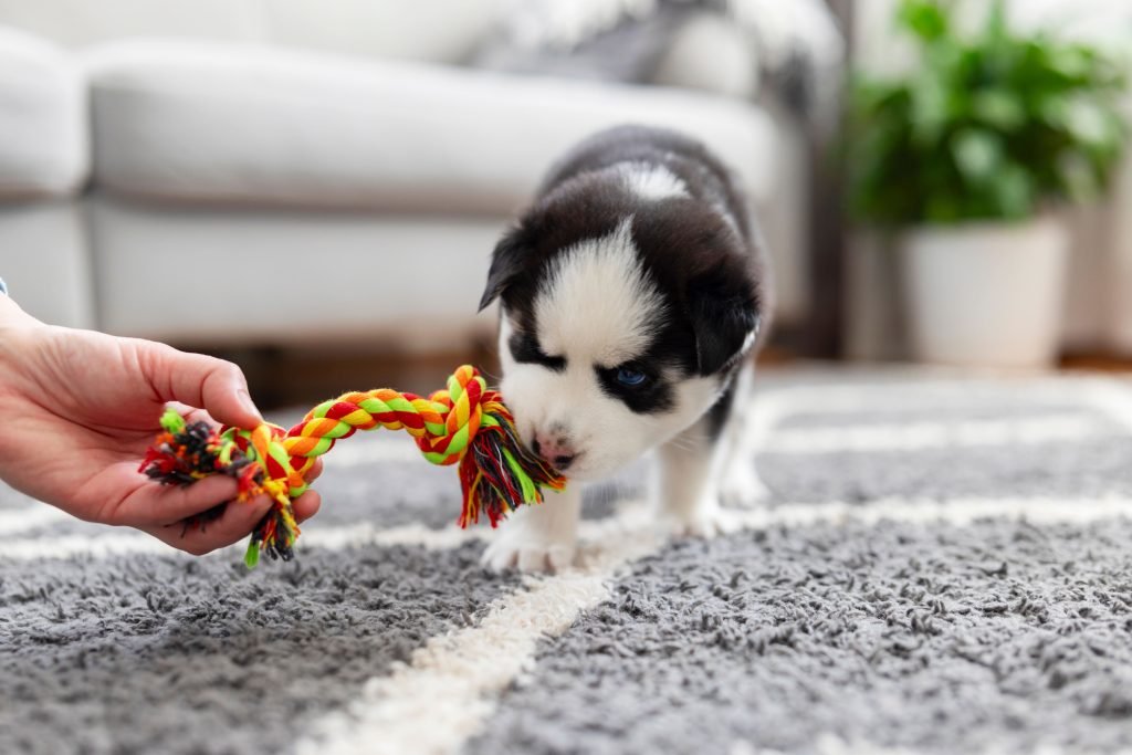 Cão filhote dentro de casa brincando com tutor
