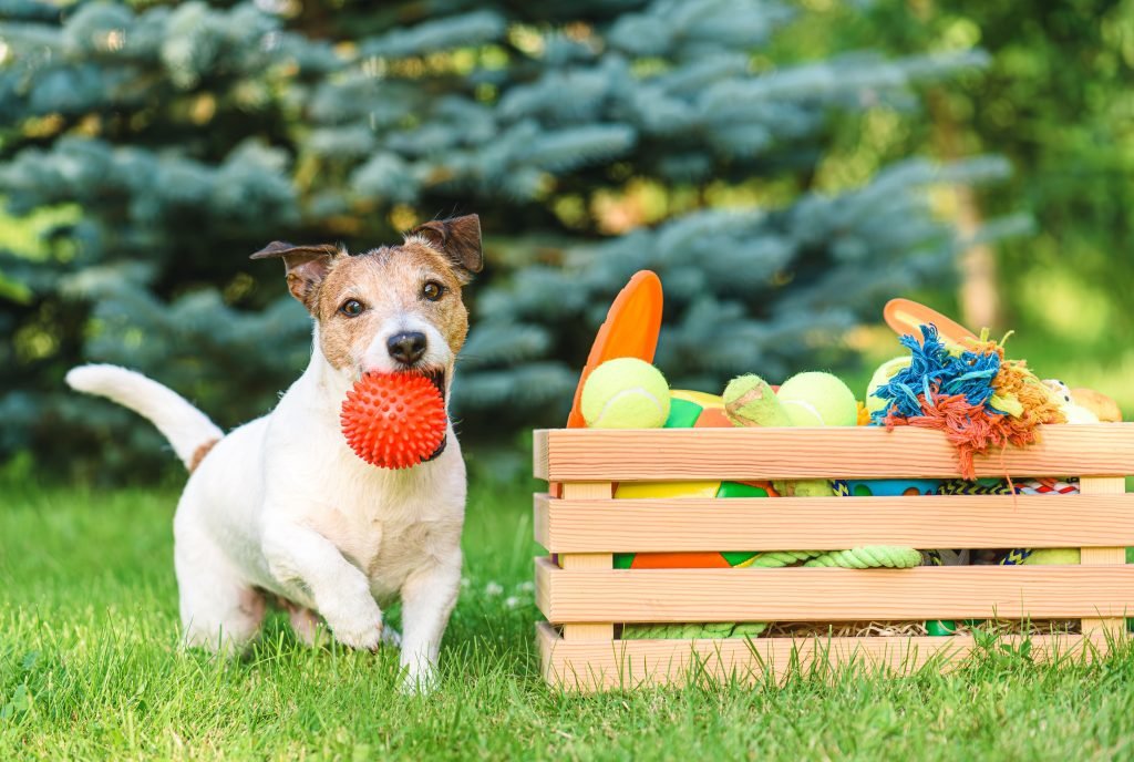 Cão brincando com bolinha de borracha no parque