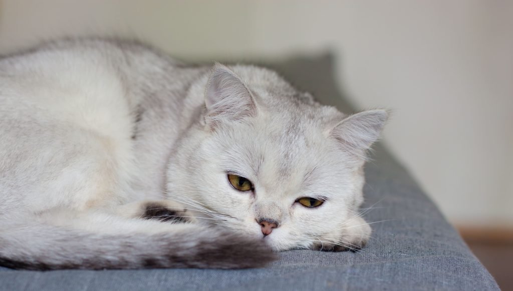Gato branco deitado no sofá