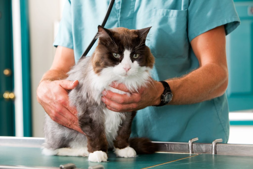 Gato sendo examinado por médico-veterinário