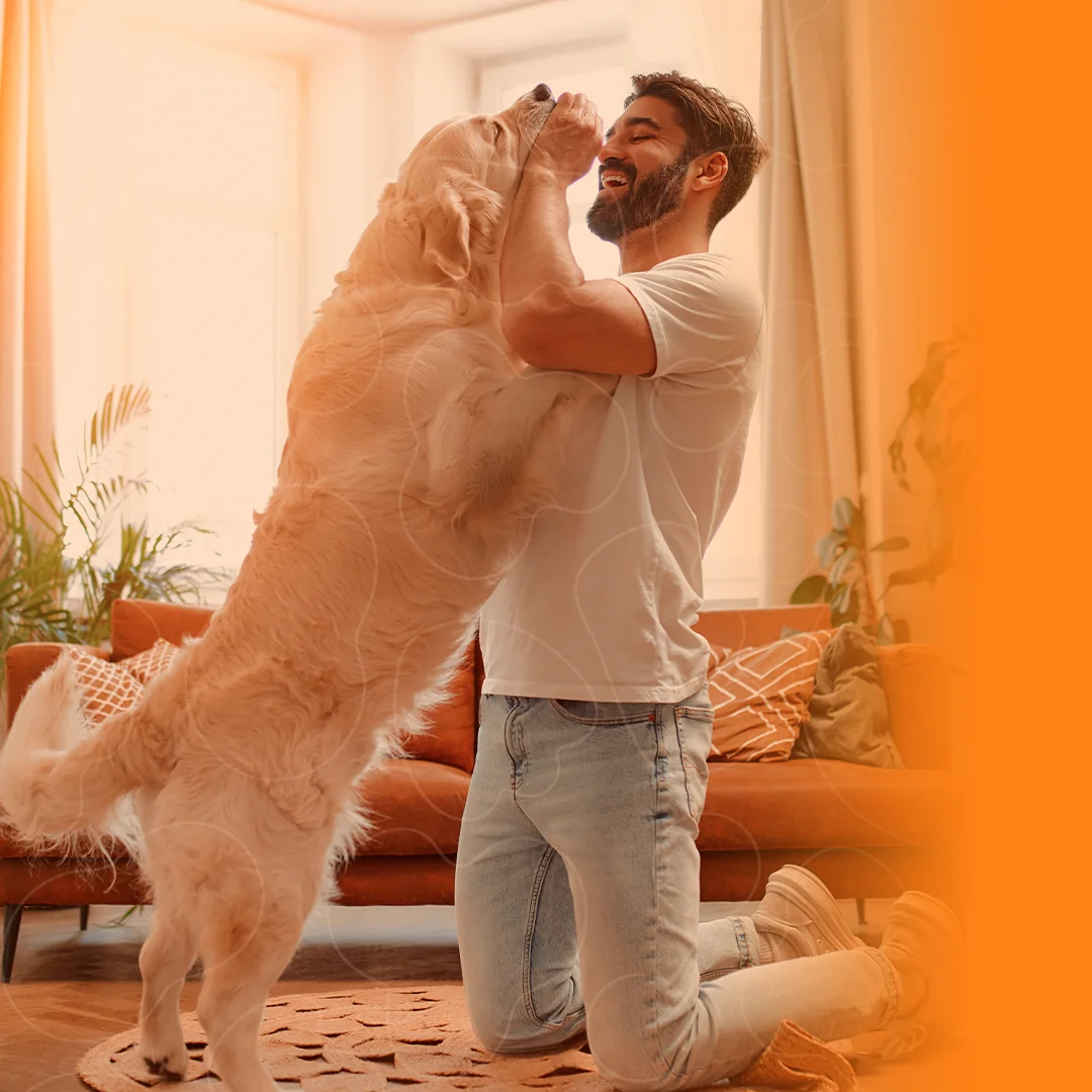 Cachorro Golden brincando com seu tutor em casa