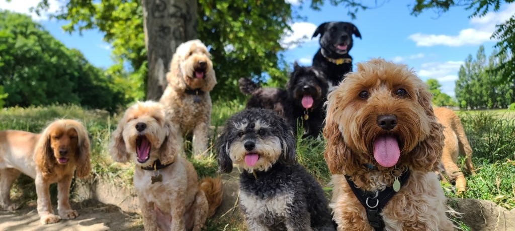 Muitos cães de diferentes raças em um parque