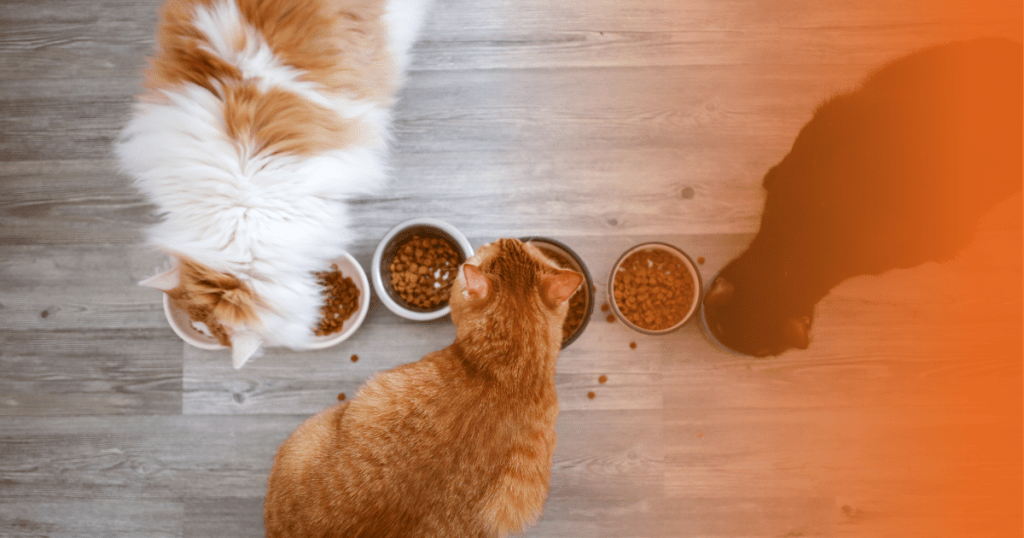 Gatos comendo ração em potes de porcelana