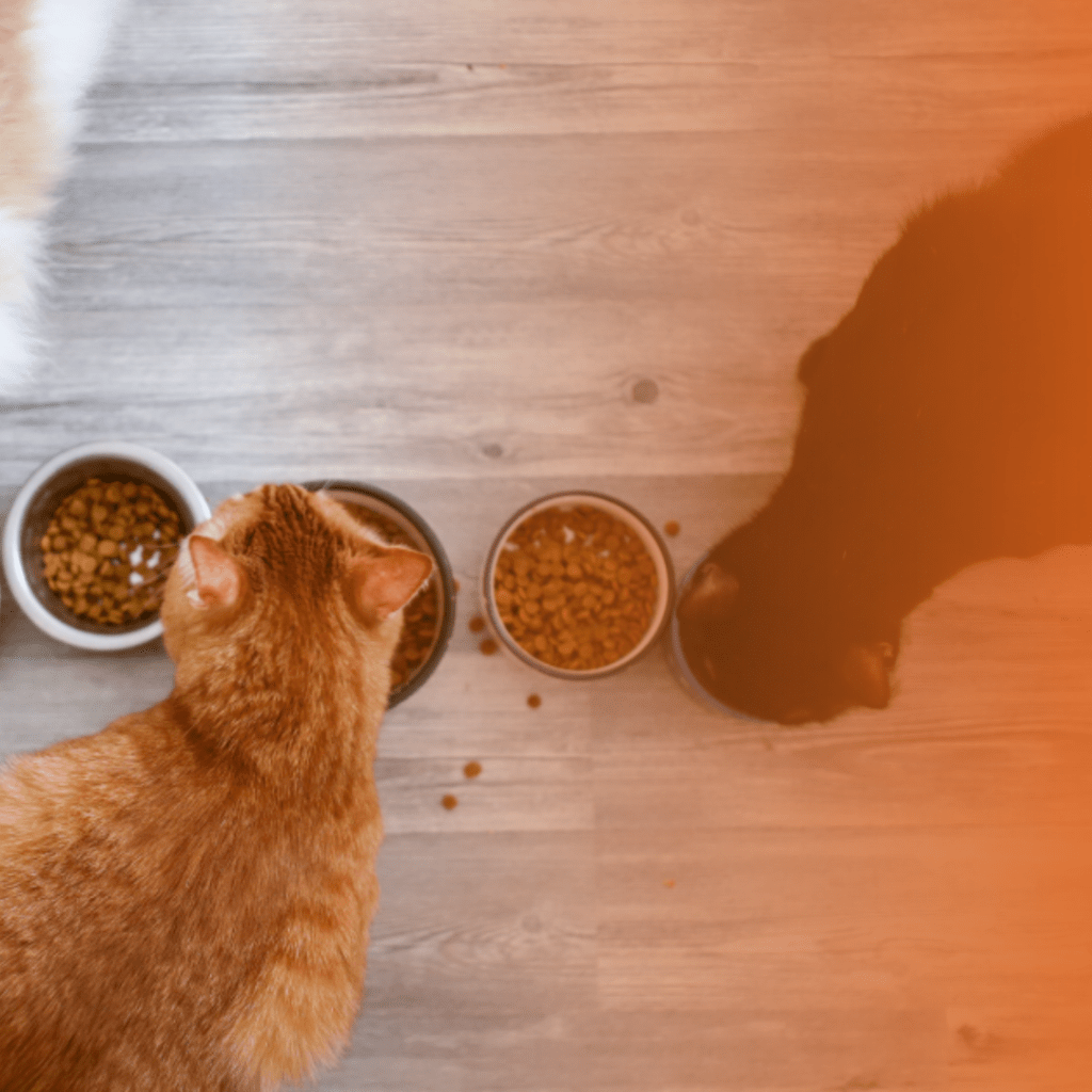 Gatos comendo ração em potes de porcelana