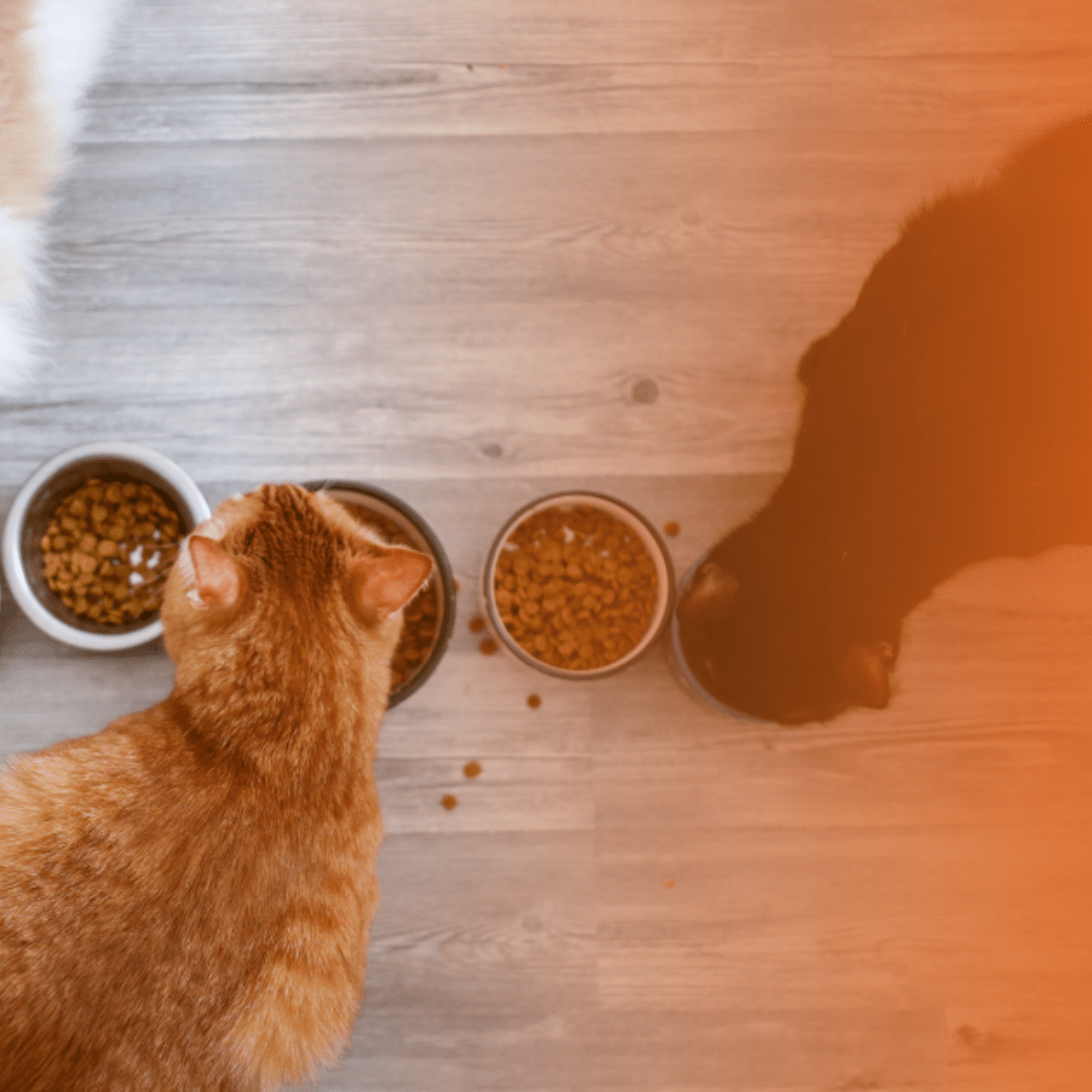 Gatos comendo ração em potes de porcelana