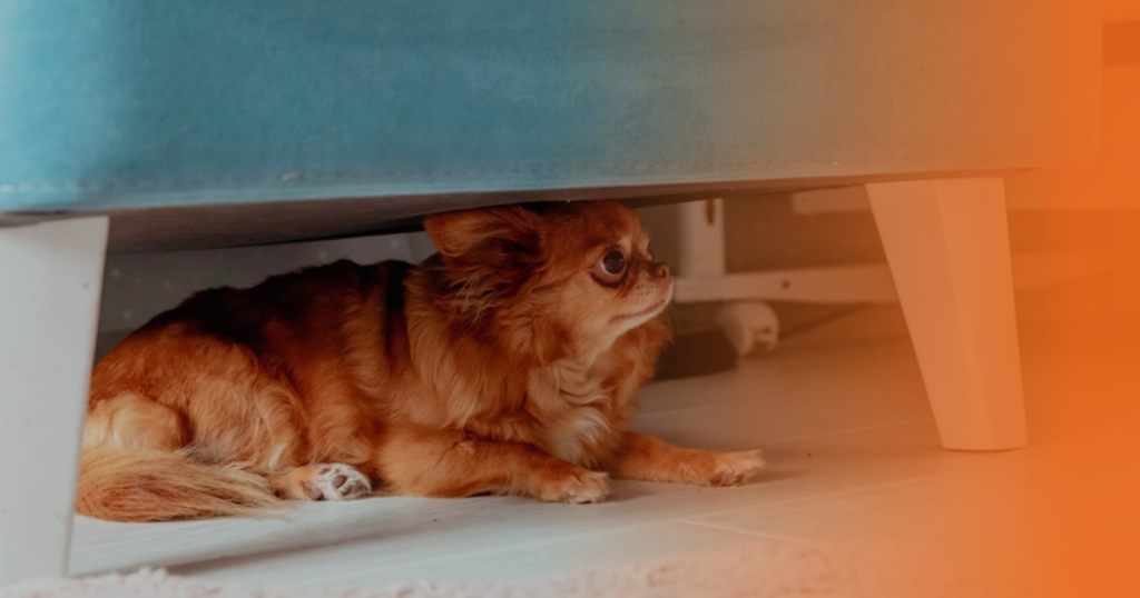Cão se escondendo debaixo do sofá