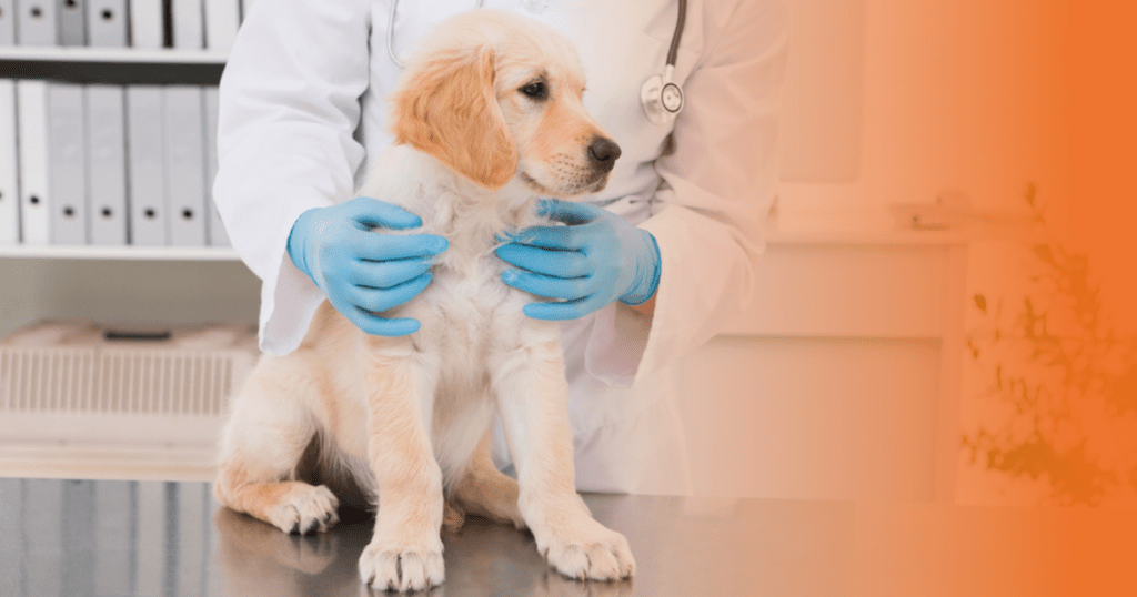 Cachorro filhote no veterinário