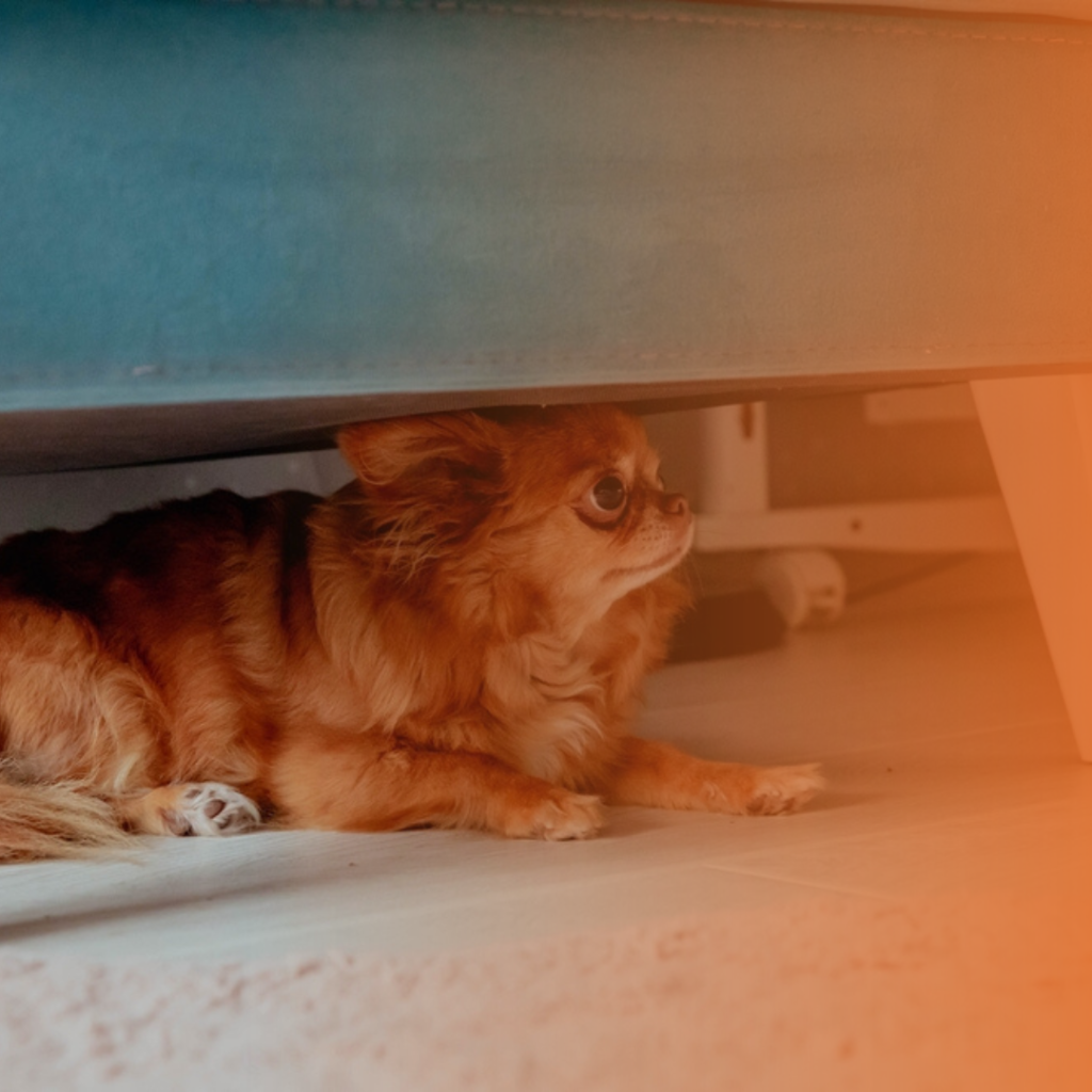 Cão se escondendo debaixo do sofá