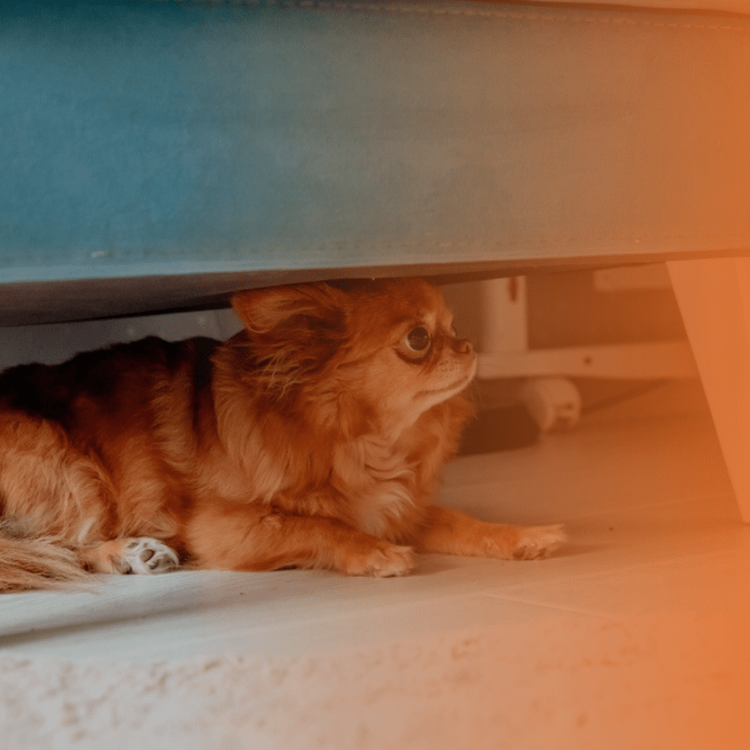Cão se escondendo debaixo do sofá
