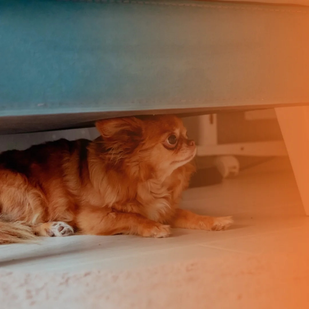 Cão se escondendo debaixo do sofá