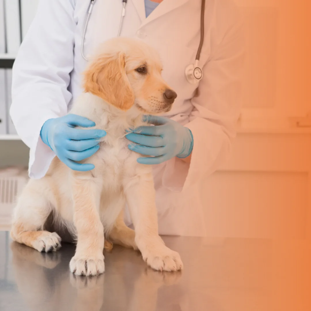 Cachorro filhote no veterinário