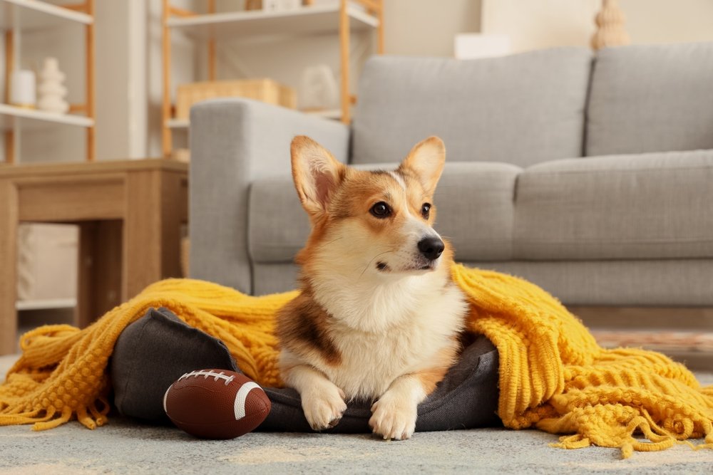 Cão coberto e com bola de futebol americano