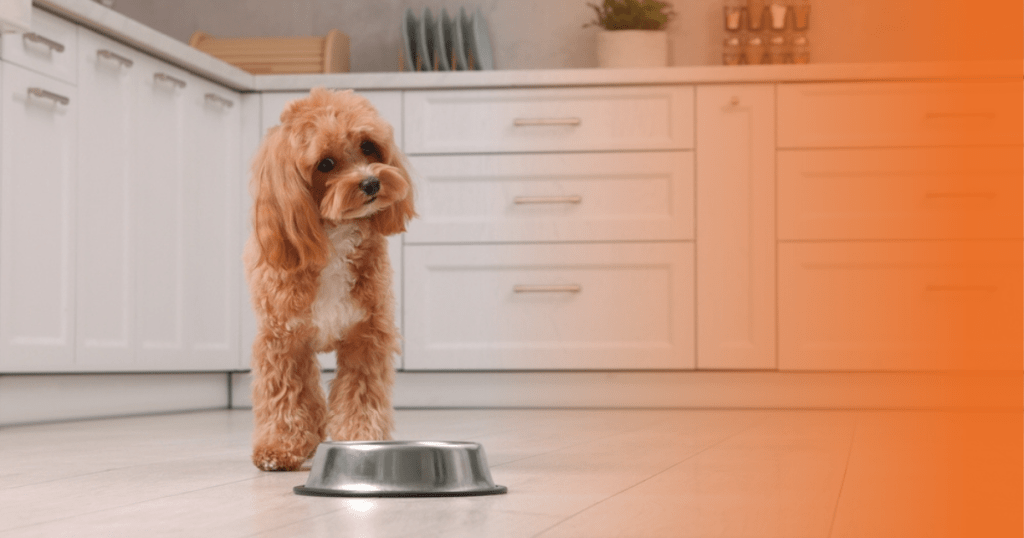Cão com comedouro de alumínio em sua frente