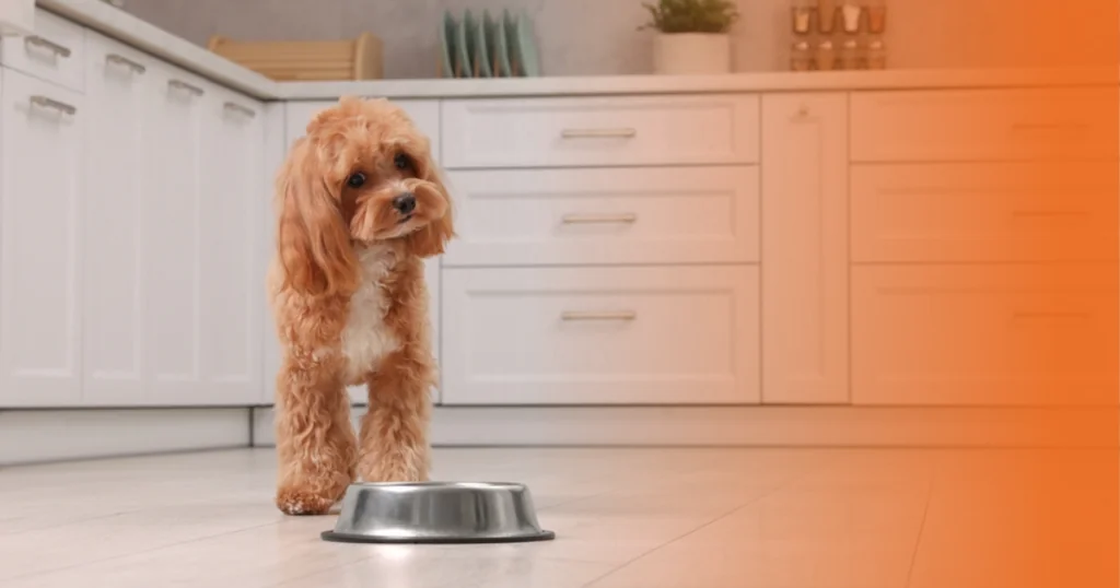 Cão com comedouro de alumínio em sua frente