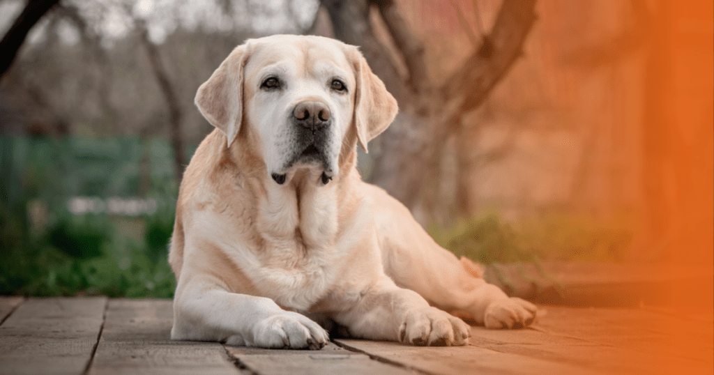 Cão labrador idoso deitado