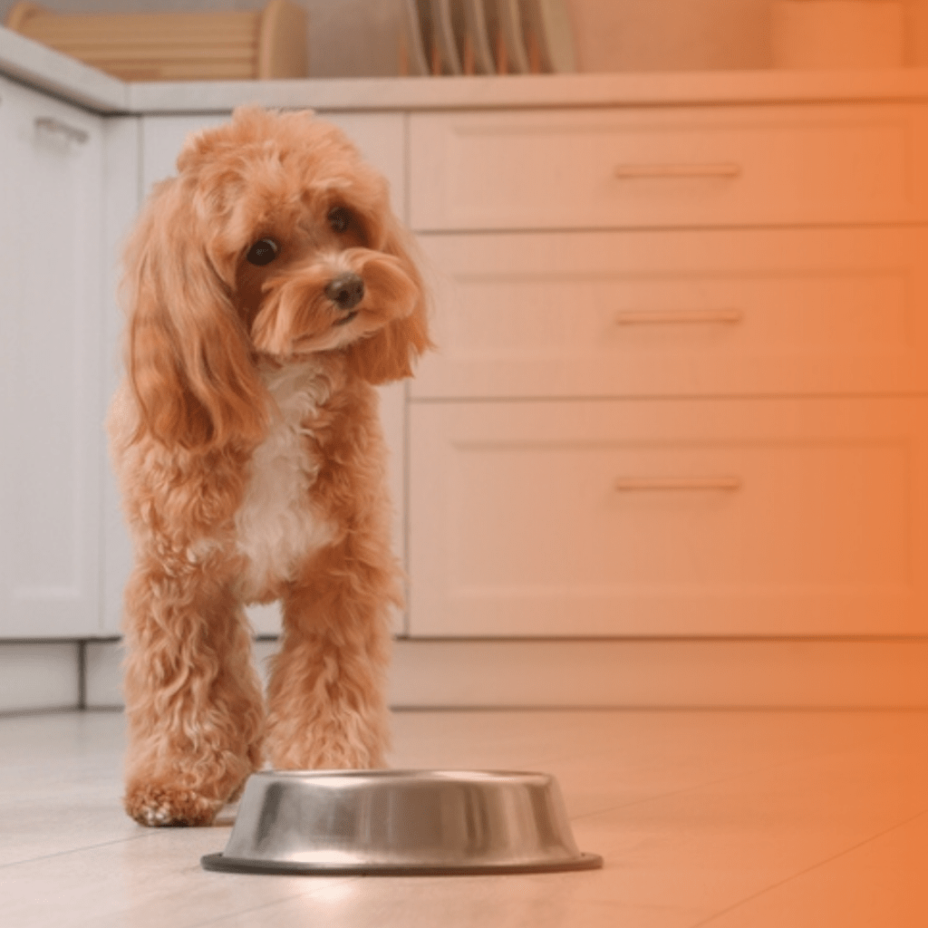 Cão com comedouro de alumínio em sua frente