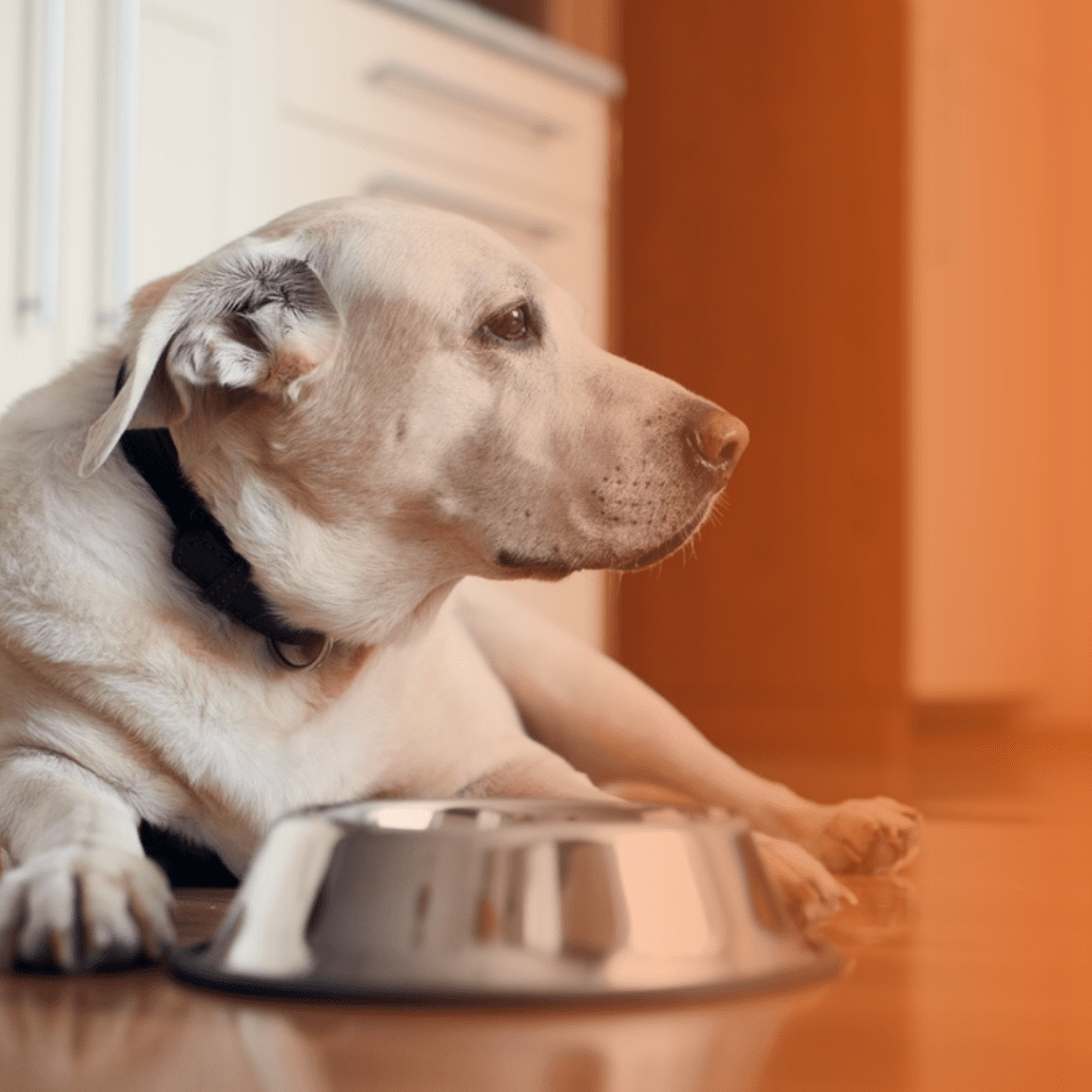 Cão idoso com pote de alumínio ao lado