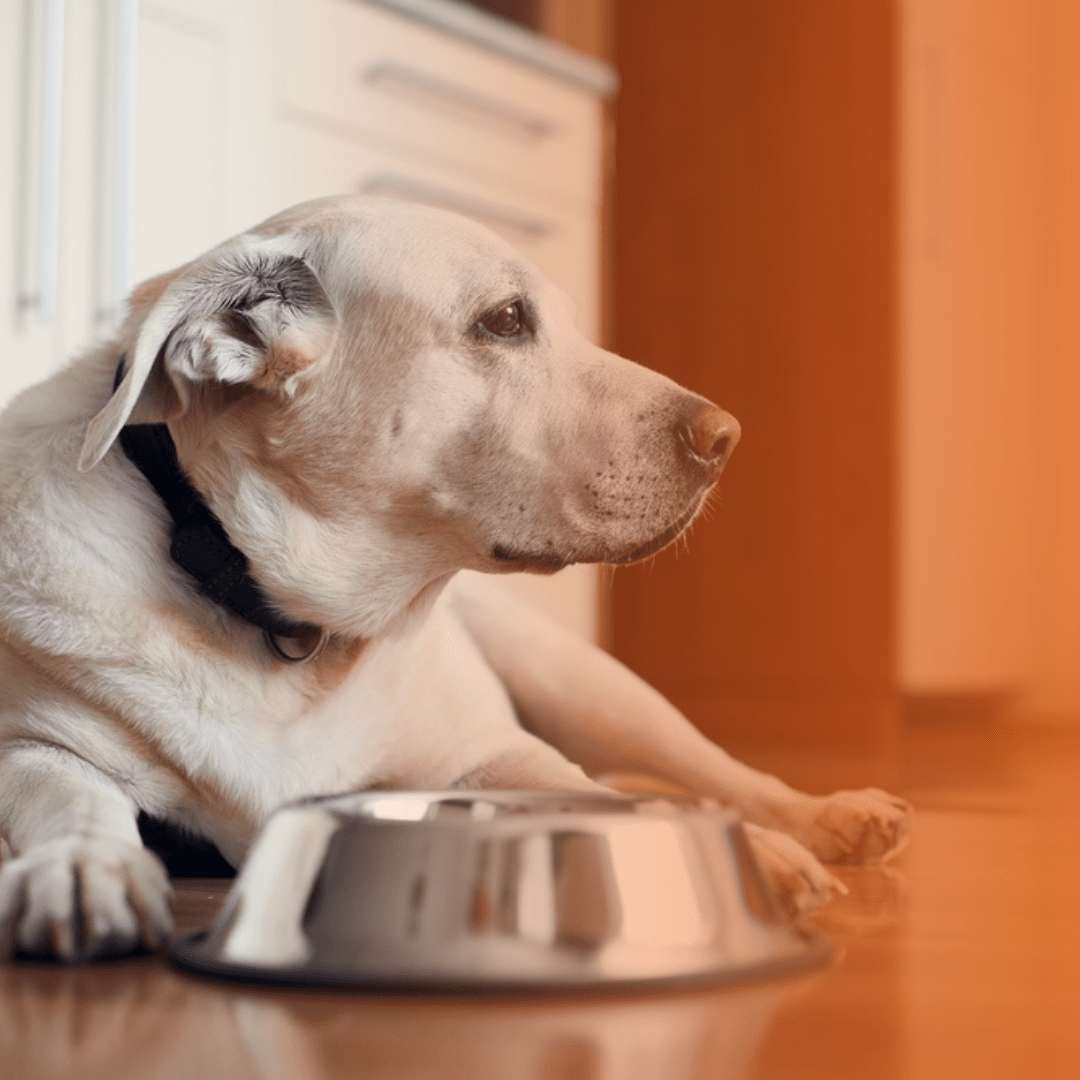 Cão idoso com pote de alumínio ao lado