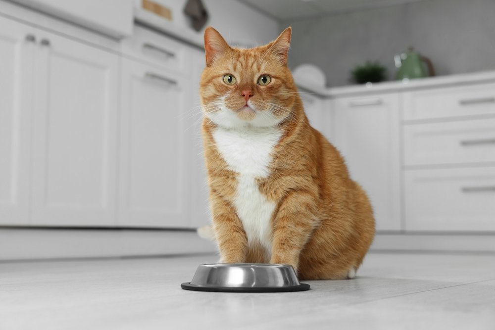 Gato laranja com comedouro de alumínio na cozinha