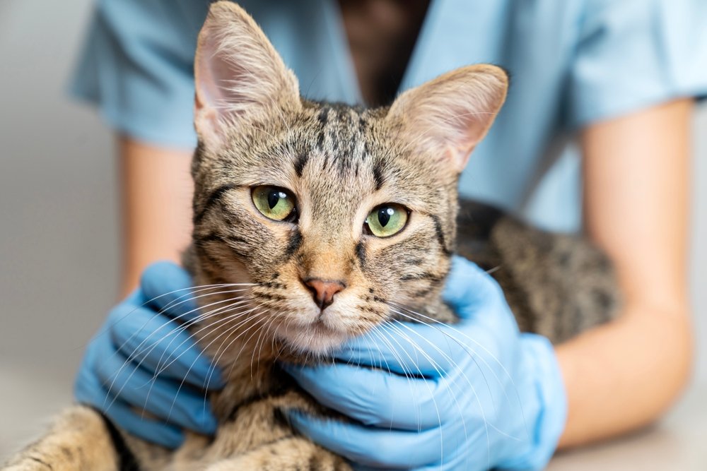 Gato no veterinário