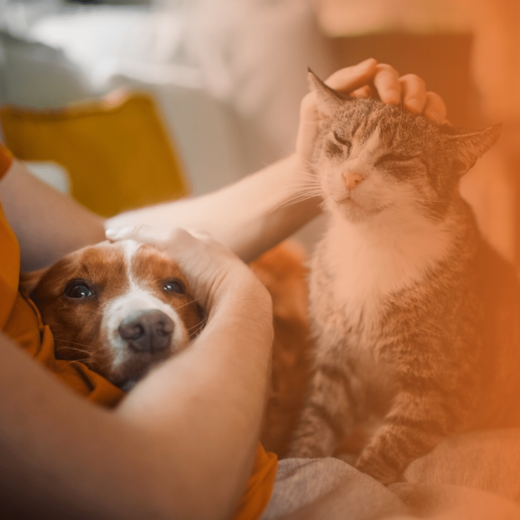 Tutora fazendo carinho em seu gato e cachorro