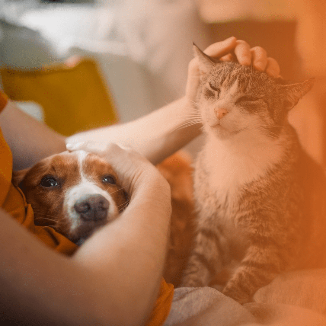 Tutora fazendo carinho em seu gato e cachorro