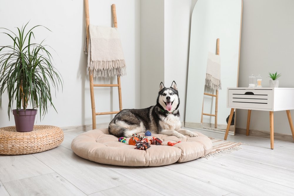 Huski deitado em cama para cachorro cercado por brinquedos