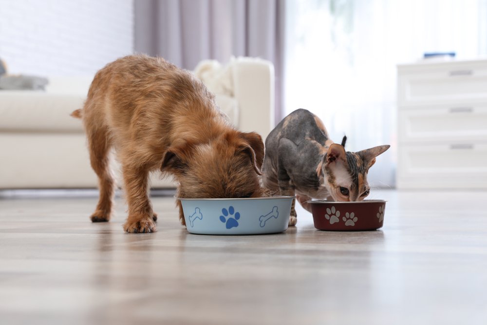 Cão e gato comendo em seus respectivos comedouros
