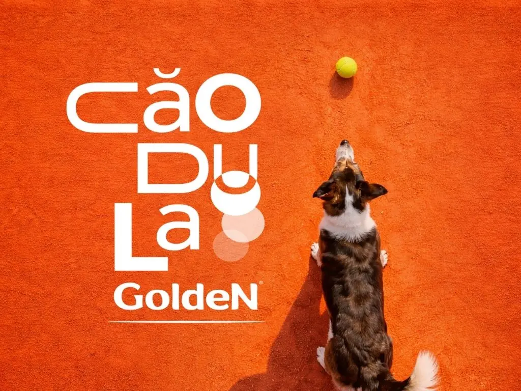 Cão visto de cima pegando bola de tênis em quadra de saibro