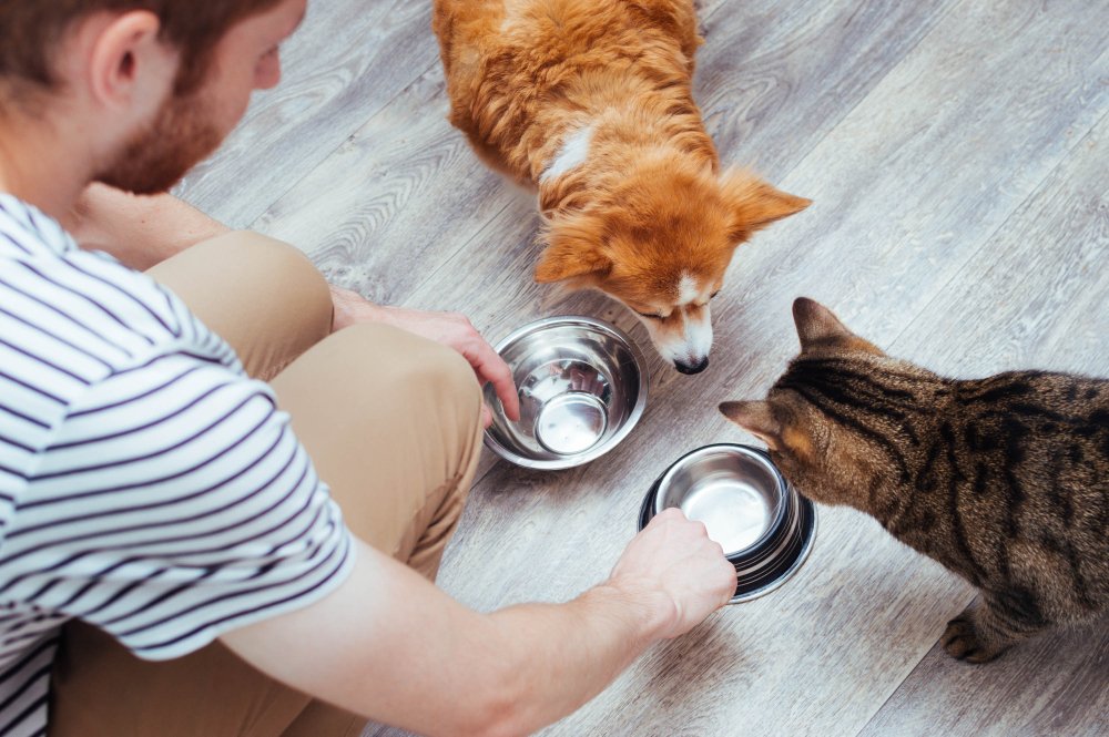 Tutor preparando comedouros para seu cão e gato