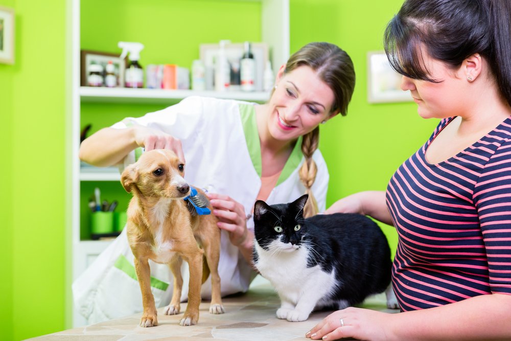 Médica-veterinária analisando cão e gato com tutora ao lado