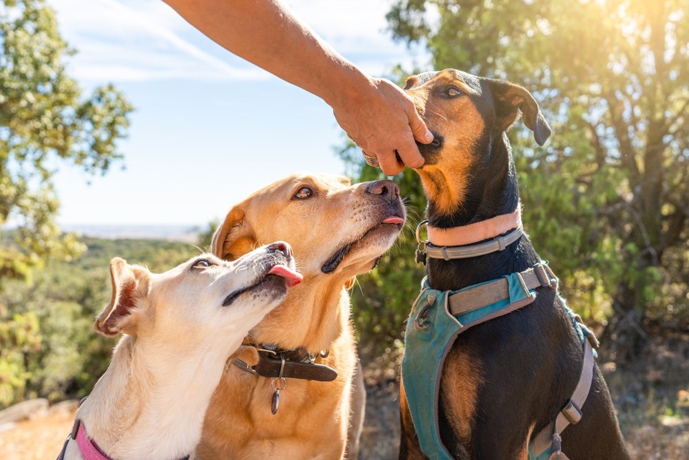 Cão preto recebendo comida enquanto outros dois observam
