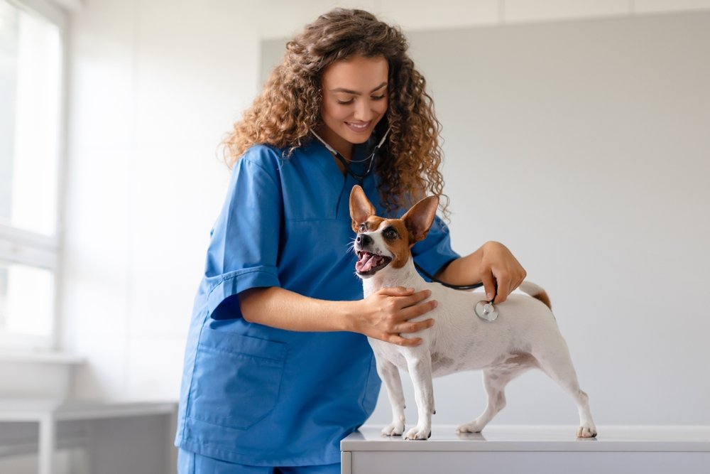 Médica-veterinára examinando cão em sua clínica
