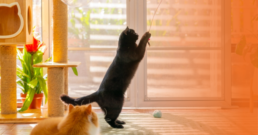 Gato preto brincando em casa enquanto gato laranja observa