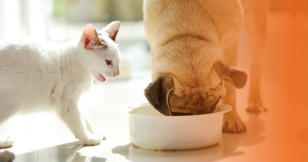 Cão comendo ração do gato