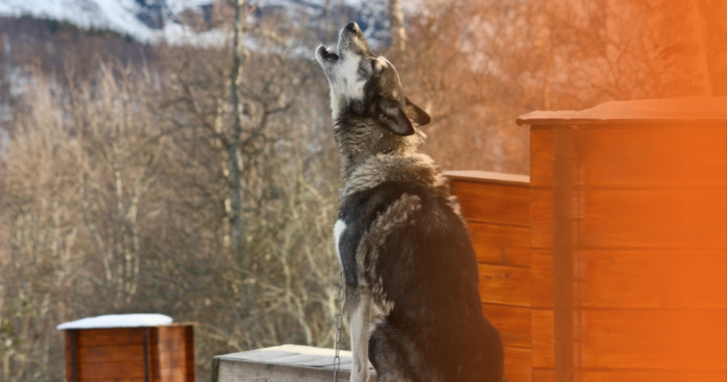 Cachorro uivando na floresta nevando