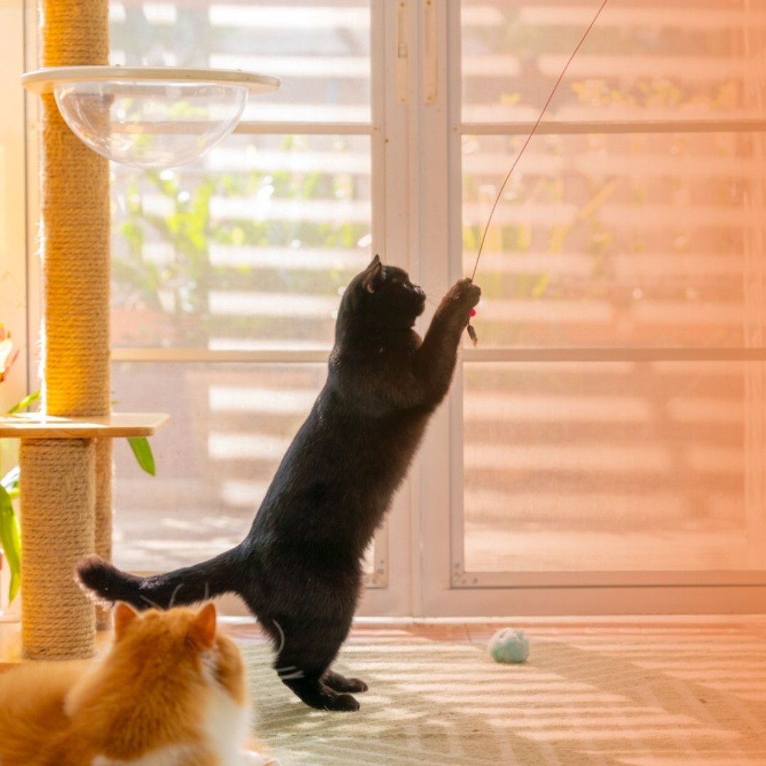 Gato preto brincando em casa enquanto gato laranja observa