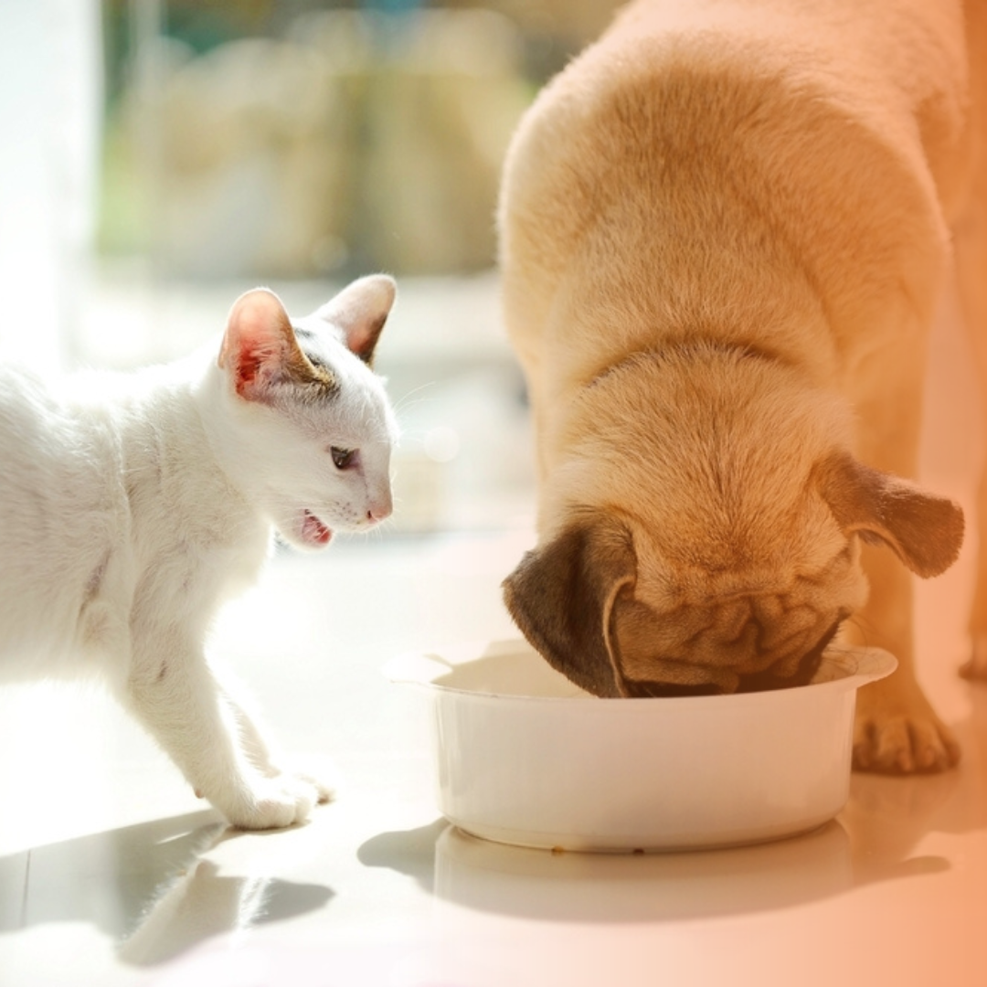 Cão comendo ração do gato