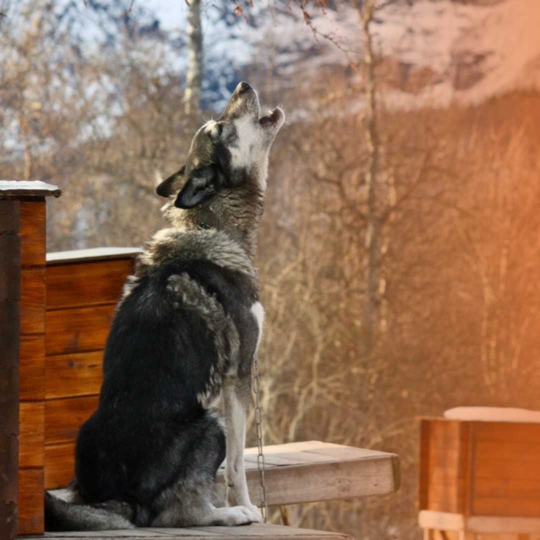 Cachorro uivando na floresta nevando