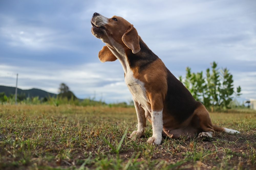 Cão uivando no campo
