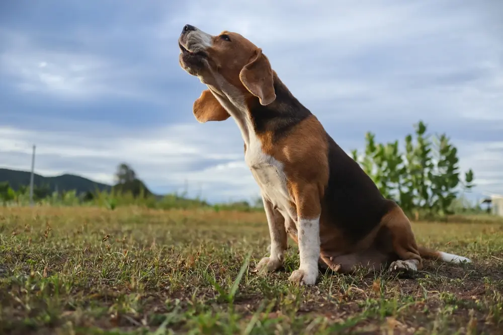 Cão uivando no campo