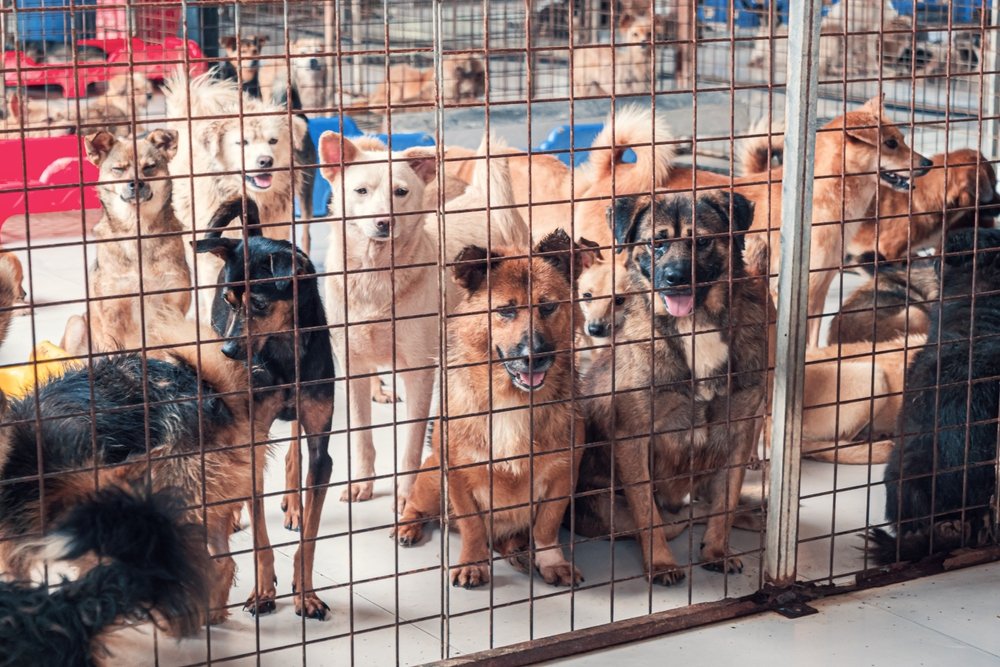 Cães juntos dentro de jaula em canil