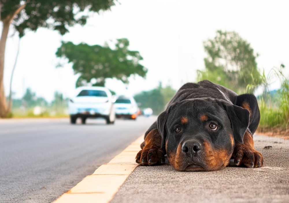 Cão deitado na rua