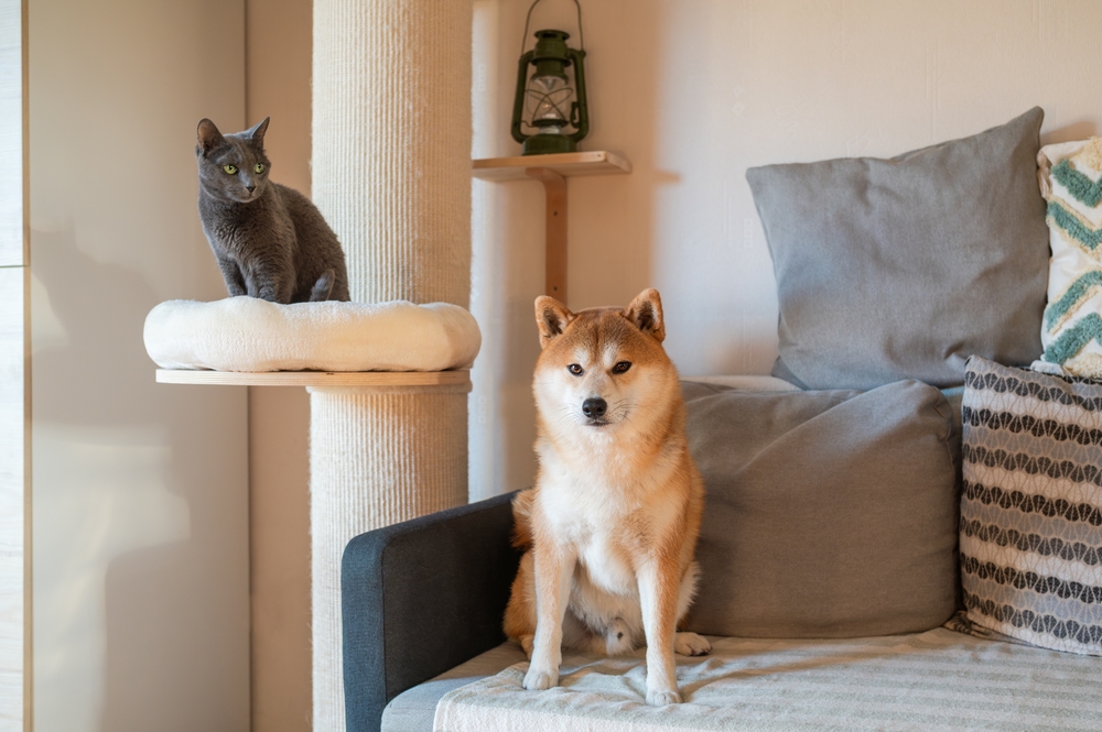 Cão Shiba e gato cinza dentro de casa