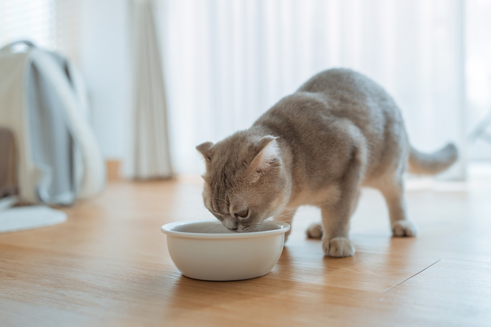 Gato filhote de cor cinza se alimentando