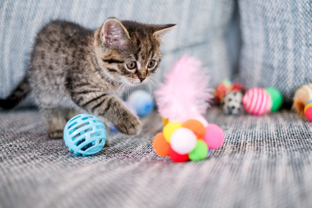 Gato filhote rodeado de brinquedos